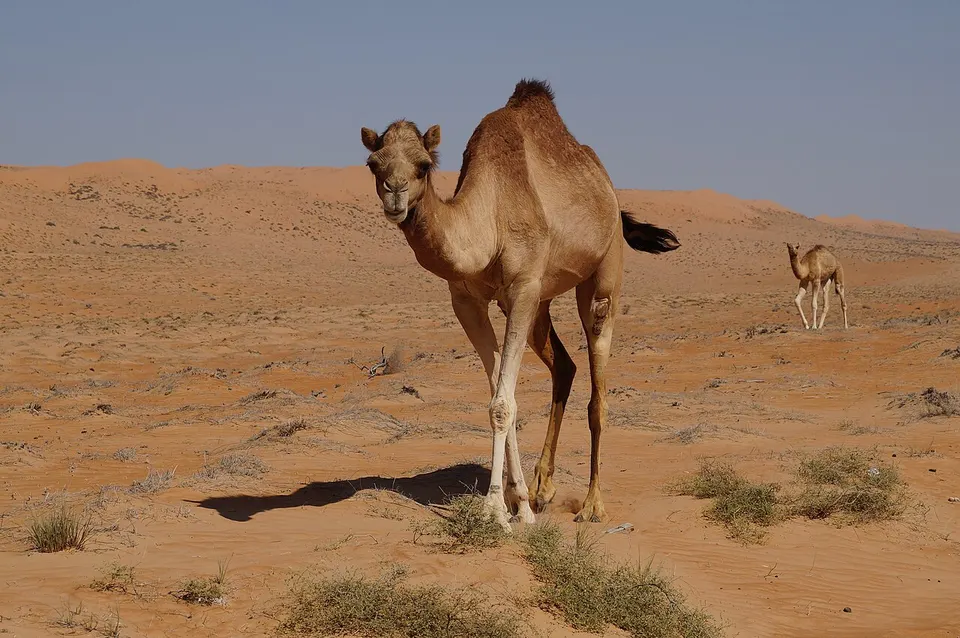 Kamele in den rötlichen Sanddünen der Wahiba-Wüste im Oman
