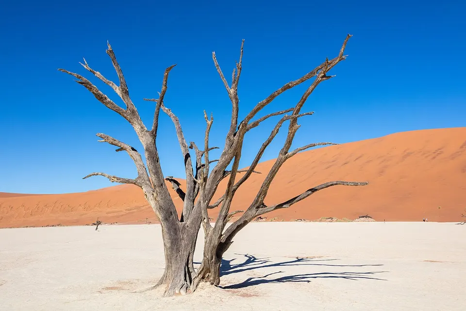 Abgestorbene Bäume auf der hellen Tonpfanne Dead Vlei vor roten Dünen im Sossusvlei