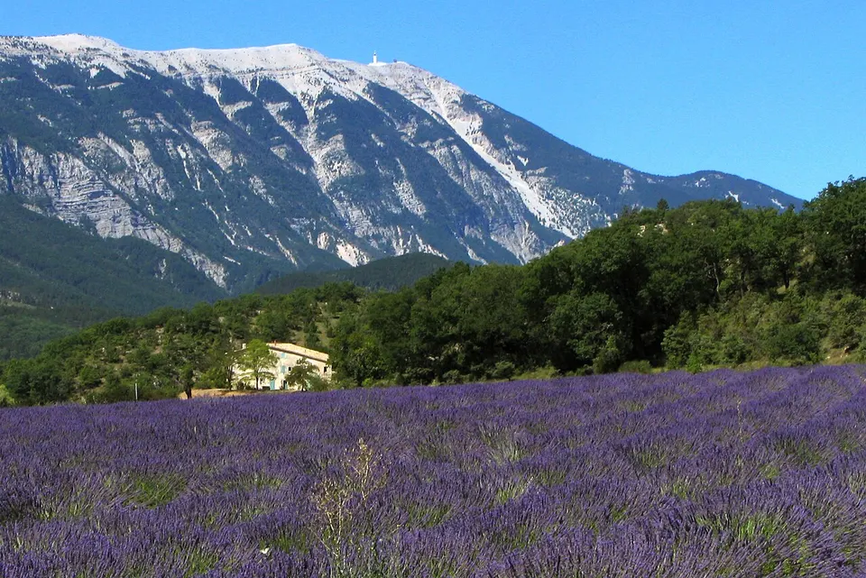 Provence: A typical Provence scenery, showing a lavender field with the Mont Ventoux in the background.